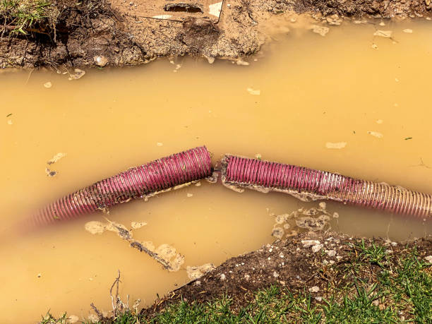 Best Carpet water damage restoration  in Watertown Town, MA